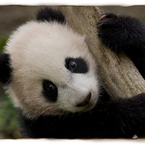 Meet your Posher, Giselle - Picture 1 of 1